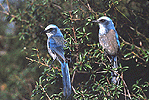 Florida Scrubjay