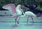 Spoonbills