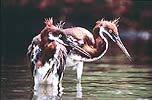 Tricolor Heron