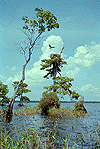 Blue Cypress Lake