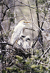Cattle Egret Nest