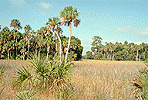 Crystal River Wetlands