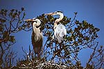 Great Blue Heron Nest II