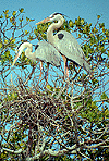 Great Blue Heron Nest