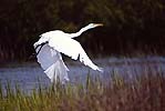 Great Egret Flight