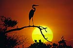 Great Blue Heron Sunset