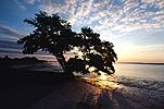 Mangrove Sunrise, Flamingo, Everglades Park