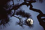 Moon Pine