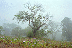 Abandoned Orange Grove, Sewals Point