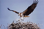 Osprey Nest