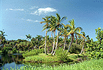 Coconut Palm Island