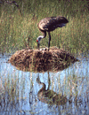 Sandhill Crane Nest