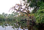 South Fork, St. Lucie River