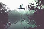 Great Egret, South Fork St. Lucie