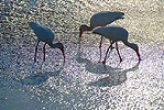 White Ibis, Jensen Beach