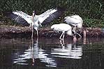 Woodstork Fledglings